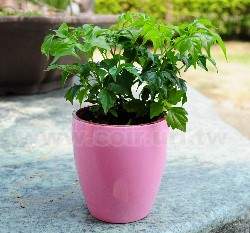 �鲡�G�m�M��(3�o�֥�)~������