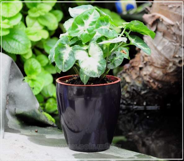 �鲡�G�m�M��(3�o�֥�)~�G�µ�