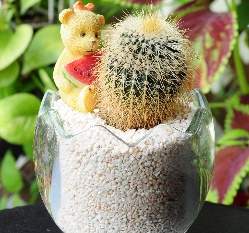 �y���J�����Ᾱ(��7cm)