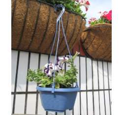 �����Q��(�t�Q÷)(18cm)