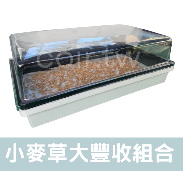 貓草大豐收水培組合 小麥草悶箱 貓草大豐收水培組合 小麥草悶箱