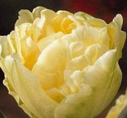 �{�����زy(���ծR)3�y��