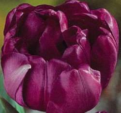 �{�����زy(���p��)3�y��