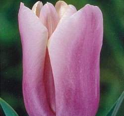 �{�����زy(�����ΤH)3�y��