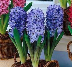 ���H�l(Delft Blue)3�y��