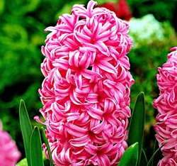 ���H�l(Pink Pearl)3�y��