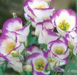 �v�ܱ�ؤlLisianthus(�A�a)