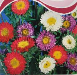 �A��(Aster)��50~60cm