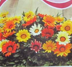 ������Gazania~�ؤl