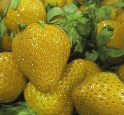 ���(����_��)�ؤl