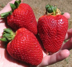 ���(����)�ؤl