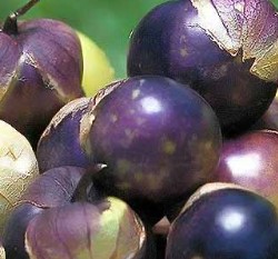 ���f�X�ؤl(�S��.�h�Ĳ���)~�OŢ��