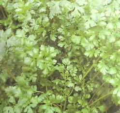 �Jʹ�h(��v����)Coriander~�ؤl