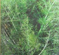 ����Fennel~�ؤl