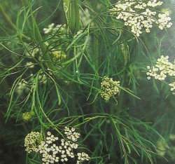 ���\�l(Caraway)�ؤl