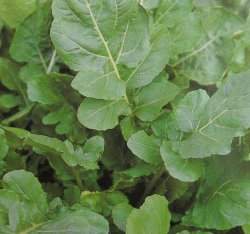 �b�͵�(�۳µ�)~Rocket salad