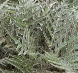 ���A��(Artichoke)