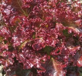 紅萵苣(生菜)Lettuce~散裝種子