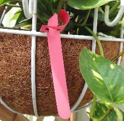 ���a���Ӫ��W�P(17.5cm)100��/�p�]