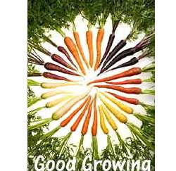 �m�i���ڽ�(Rainbow Carrot)