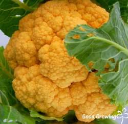 �ŹT�ᷦ��ؤl