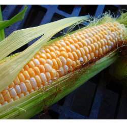 �W�����G�ɦ̺ؤl