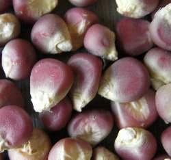 �ɦ̺ؤl(�������z��)(�H����)