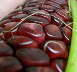 ���_�ۥɦ̺ؤl(����)F1