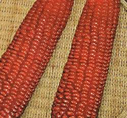 ���֬��z��~�ɦ̺ؤl(����)F1