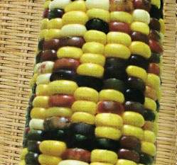 ���m���z��~�ɦ̺ؤlF1