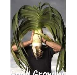 ���ꥨ���[(Giant Leek)