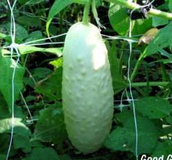 �ճ��g�A�p����(���꦳���{��)