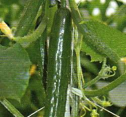 ���ۤp����(�K�¯����q��)