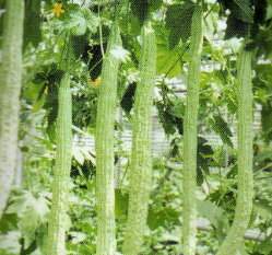 ���ӥխW��