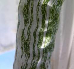 �D��Snake Gourd