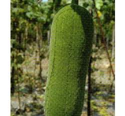 ��������Snake Gourd