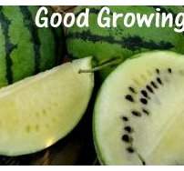 ���o���watermelon