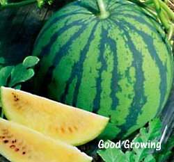 �������������watermelon