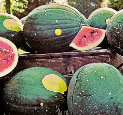 ���iù���watermelon