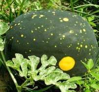 ���Ǵ��k�����watermelon