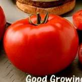 �j���f�X(Tomato)