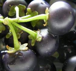 ���V��(huckleberry)