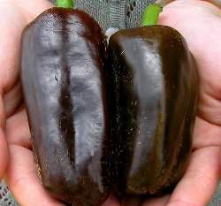 ���J�O����