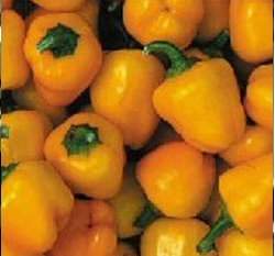 �g�A���_����(����)