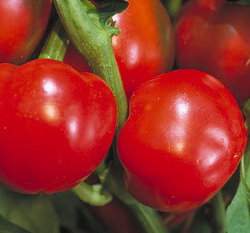 ��ī�G����