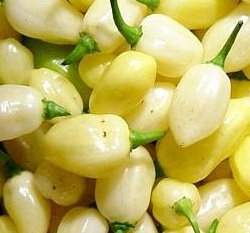 �զ�l�u����