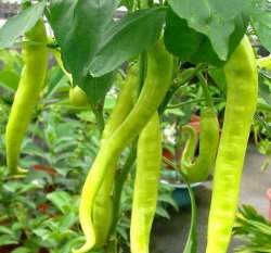 �p���H����