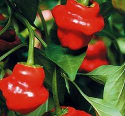 ����~���R�[����