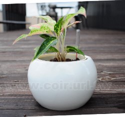 ²���겡��(�¥�)��:����p+���Ѻ���