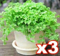 �᤽�D���O�i���Ѫ��~�t���L�S���զX(3�ox3��)